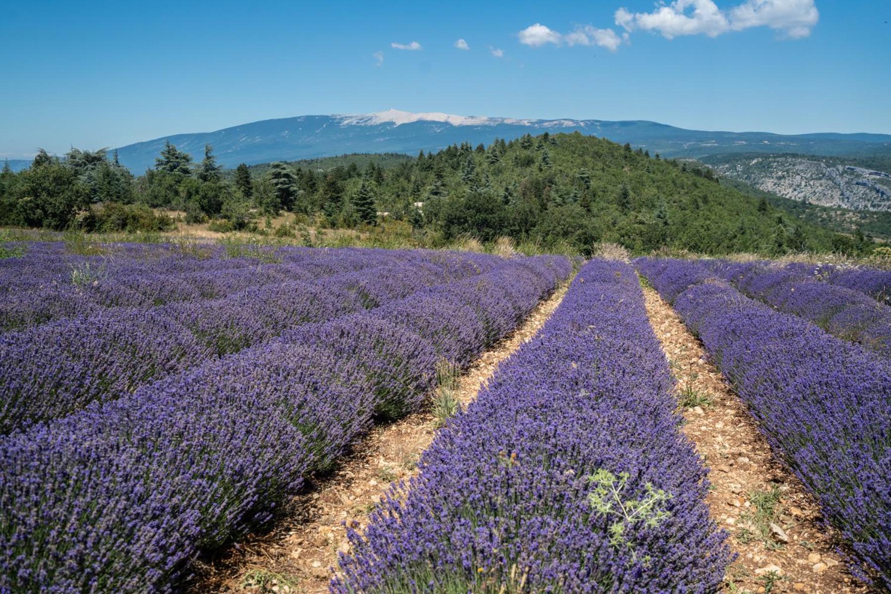 Les Terrasses De Cascavelle Villa Blauvac Dış mekan fotoğraf